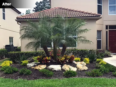 The front of the house after work, with a raised boulder bed and triple pygmy date palm