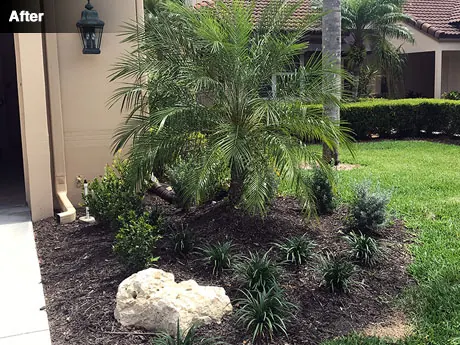 The right side of the garage after replanting with a double pygmy date palm and boulder