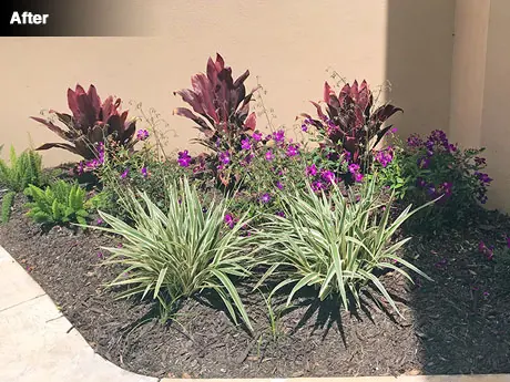 The bed left of the front door after planting with blue flax lily, ti plants and podocarpus