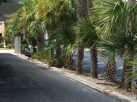 A mass of unkempt palms outside the building before the work