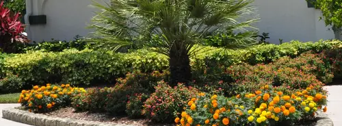 Orange and yellow marigolds and clipped hedging around a fan palm against a white wall